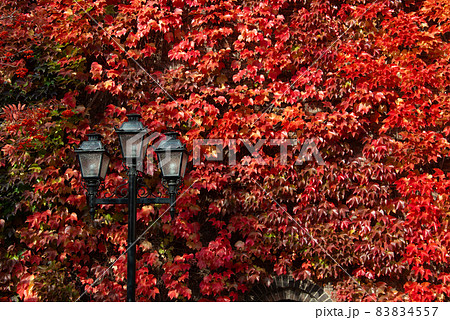 街灯と紅葉（札幌ファクトリーの秋）_9395 83834557
