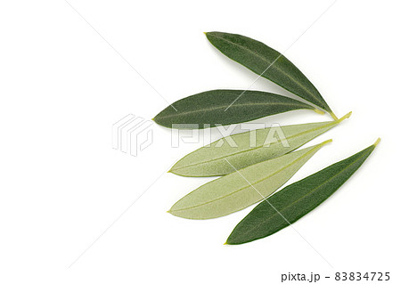 オリーブの葉 シプレッシーノ オリーブの葉 シプレッシーノ 83834725