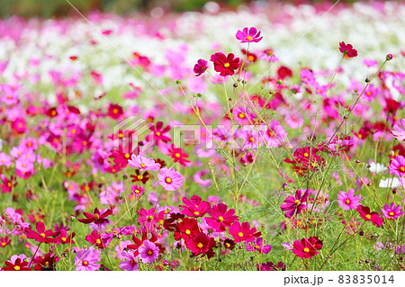 コスモスの花畑 コスモスの花畑 83835014