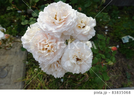 屋外に咲いた白いバラの花 屋外に咲いた白いバラの花 83835068