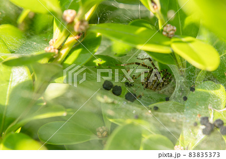 クサグモ 83835373