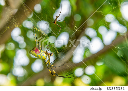 ジョロウグモのメスと小さなオス 83835381