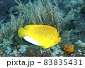 Three-Spot Angelfish 83835431