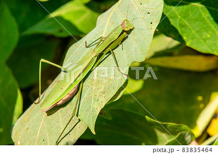 オオカマキリ 83835464
