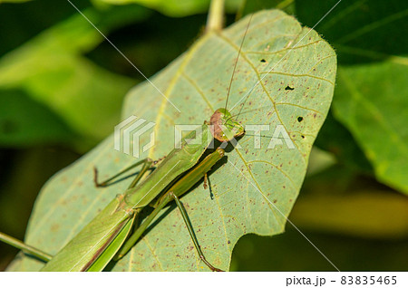 オオカマキリ 83835465