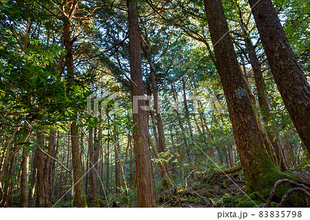 青木ヶ原樹海・深い森の中 83835798