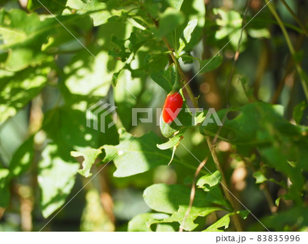 ナガバクコ 83835996