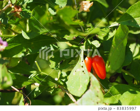 ナガバクコ ナガバクコ 83835997