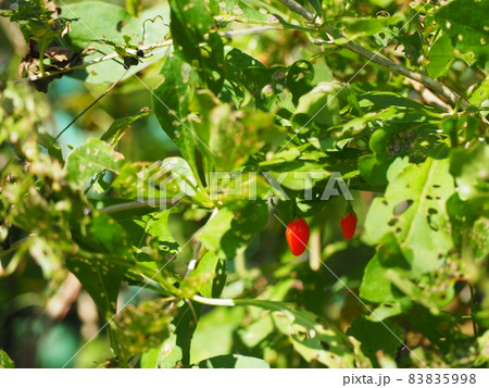 ナガバクコ ナガバクコ 83835998