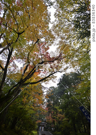 赤山禅院　参道 83836340