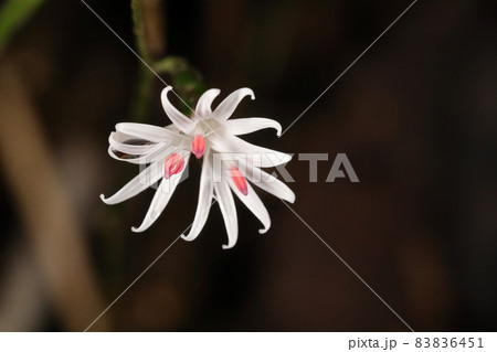 自然 植物 キッコウハグマ、開花した花。よく見ると花冠が五裂した小さな花が三個集まっています 自然 植物 キッコウハグマ、開花した花。よく見ると花冠が五裂した小さな花が三個集まっています 83836451