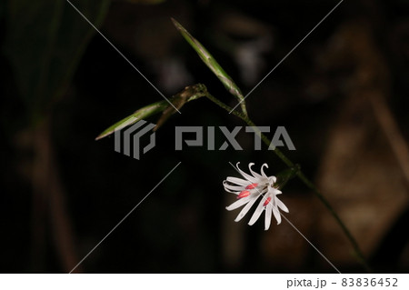 自然 植物 キッコウハグマ、頭花は一センチ弱で横向き。小さいので気づかづ踏みつぶしそう 自然 植物 キッコウハグマ、頭花は一センチ弱で横向き。小さいので気づかづ踏みつぶしそう 83836452