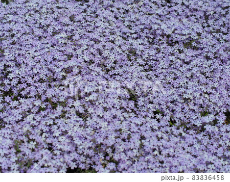 薄紫色の芝桜 薄紫色の芝桜 83836458
