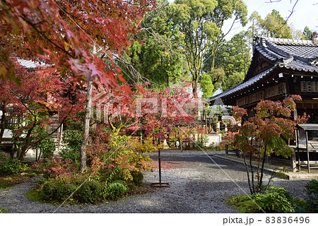 赤山禅院　紅葉 83836496