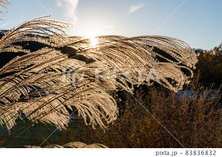 ススキ　《奈良県》明日香村 83836832