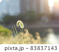 猫じゃらしのある風景5 83837143