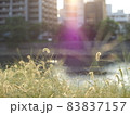 猫じゃらしのある風景6 83837157