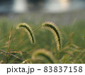 猫じゃらしのある風景7 83837158
