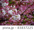 鮮やかな桜 83837225