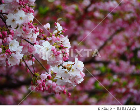 鮮やかな桜 83837225