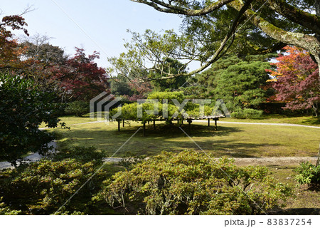 修学院離宮　中離宮　五葉松 83837254