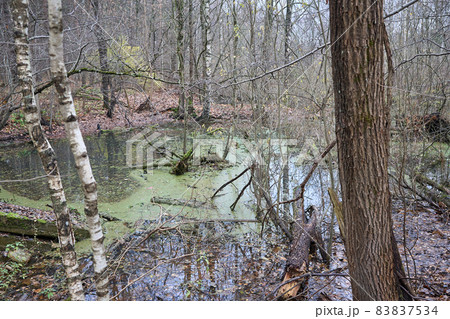 A swamp in the autumn forest in Riga, Latvia. High quality photo 83837534