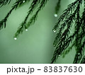 朝露 83837630