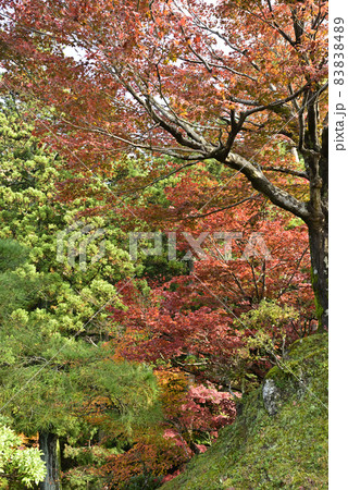 修学院離宮　紅葉 83838489