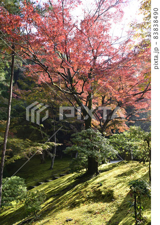 修学院離宮　紅葉 83838490