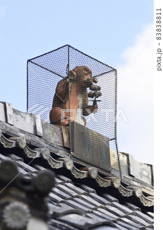 赤山禅院　鬼門除けの猿（拝殿） 83838811