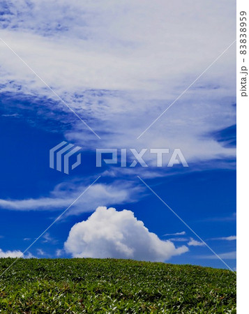 石鎚山系・瓶ヶ森の心洗われる笹原と青空と雲の世界 83838959