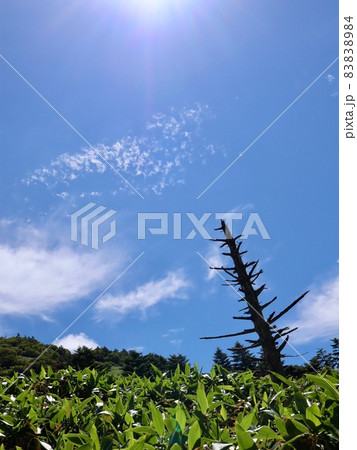 石鎚山系・瓶ヶ森の心洗われる笹原と青空と雲の世界 83838984
