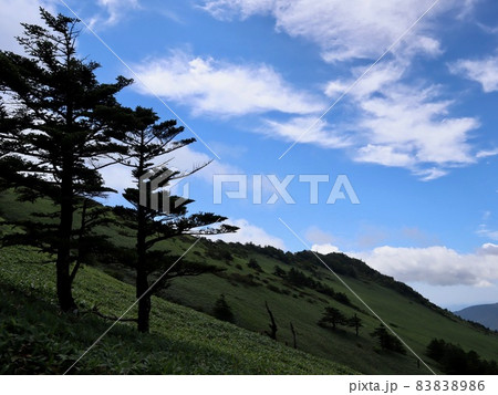 石鎚山系・瓶ヶ森の心洗われる笹原と青空と雲の世界 83838986