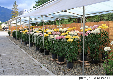 松代の城下町の景観 83839241