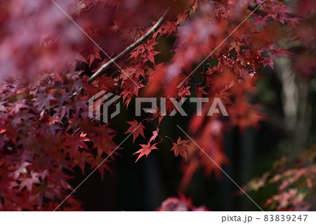 赤山禅院　紅葉 83839247