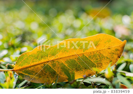 Close up shot of a plant in National Chiang Kai shek Memorial Hall Close up shot of a plant in National Chiang Kai shek Memorial Hall 83839459
