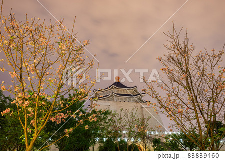 Nighe view of the cherry blossom in National Chiang Kai shek Memorial Hall Nighe view of the cherry blossom in National Chiang Kai shek Memorial Hall 83839460