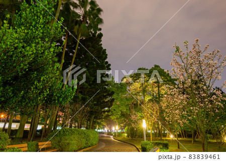 Nighe view of the cherry blossom in National Chiang Kai shek Memorial Hall Nighe view of the cherry blossom in National Chiang Kai shek Memorial Hall 83839461
