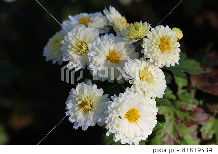 秋の庭に咲く白いスプレーギクの花 秋の庭に咲く白いスプレーギクの花 83839534