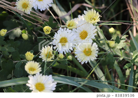 秋の庭に咲く白いスプレーギクの花 83839536