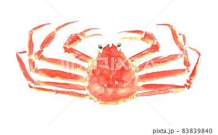 水彩で描いたズワイガニのイラスト 水彩で描いたズワイガニのイラスト 83839840