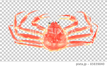 水彩で描いたズワイガニのイラスト 水彩で描いたズワイガニのイラスト 83839840
