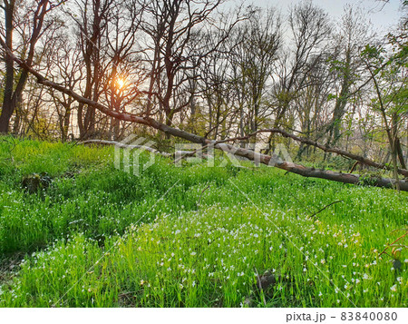 A field with flowers in the spring with sunset 83840080