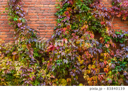 Background photo of an old red brick wall with colorful autumn leaves 83840139