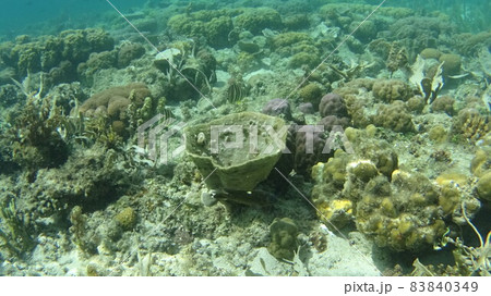 フィリピン コロンの魚と珊瑚礁 フィリピン コロンの魚と珊瑚礁 83840349