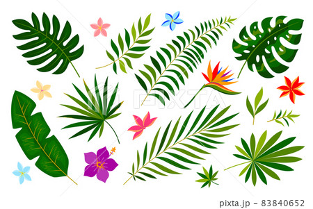 Tropical leaf flower summer print green flat style. Pattern decoration holiday wedding party. Botanic painting fabric clothes bedding room design. Jungle icon cosmetic book game web isolated on white 83840652