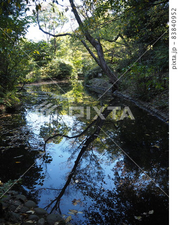 占春園の池 水面の青空 占春園の池 水面の青空 83840952