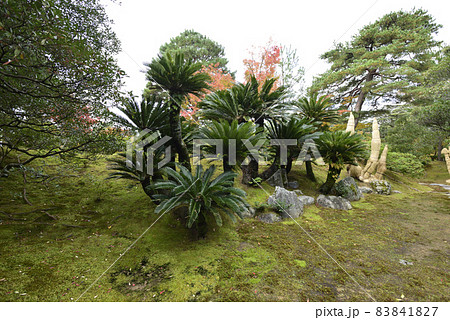 桂離宮　外腰掛　蘇鉄（菰巻き） 83841827