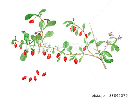 Lycium chinense クコの実と花の水彩イラスト 83842076
