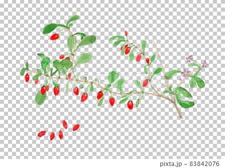 Lycium chinense クコの実と花の水彩イラスト 83842076